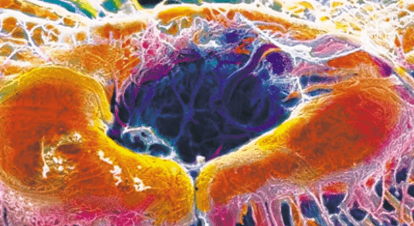 最新生物技术引领生命科学新篇章